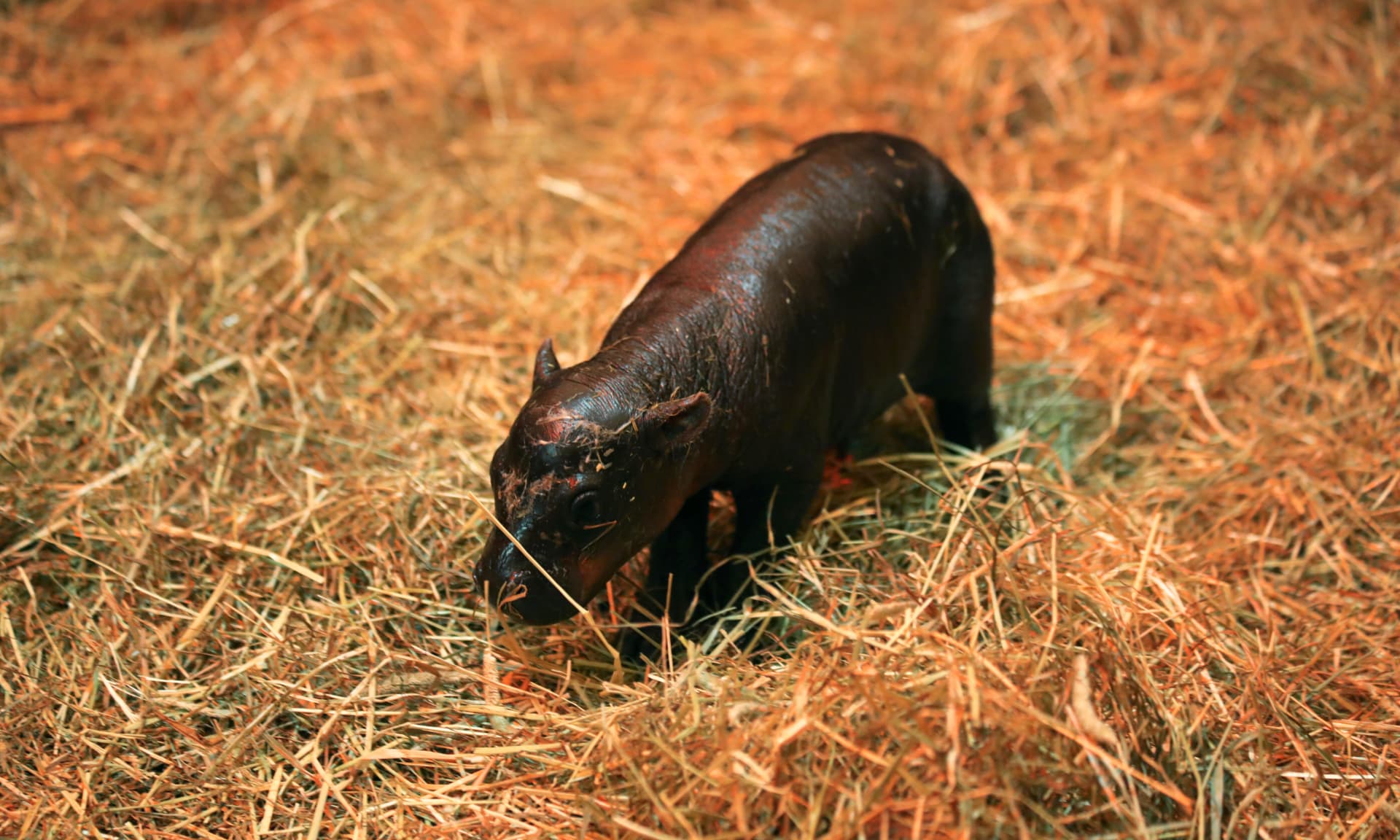 Haggis, the viral pygmy hippo