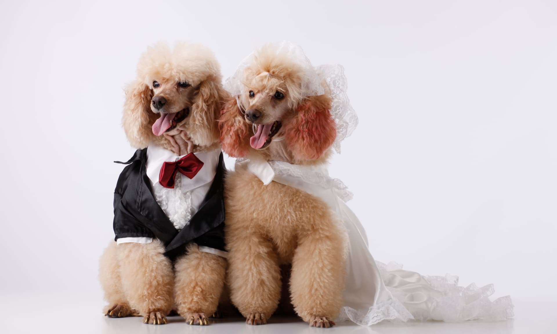 Dogs dressed like a bride and groom